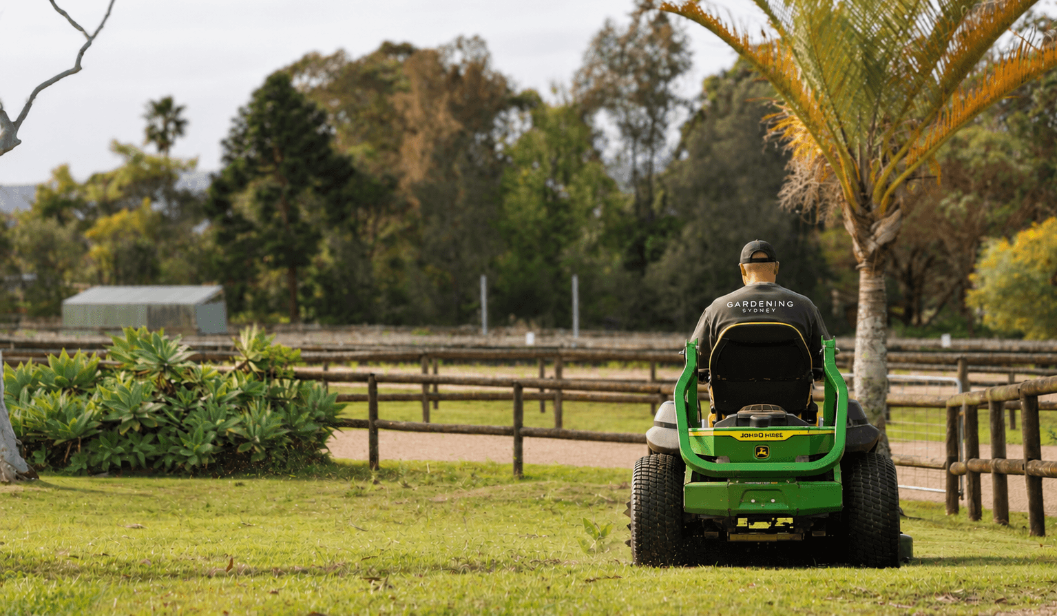 Gardening Sydney crew member on a ride-on mower near a palm tree